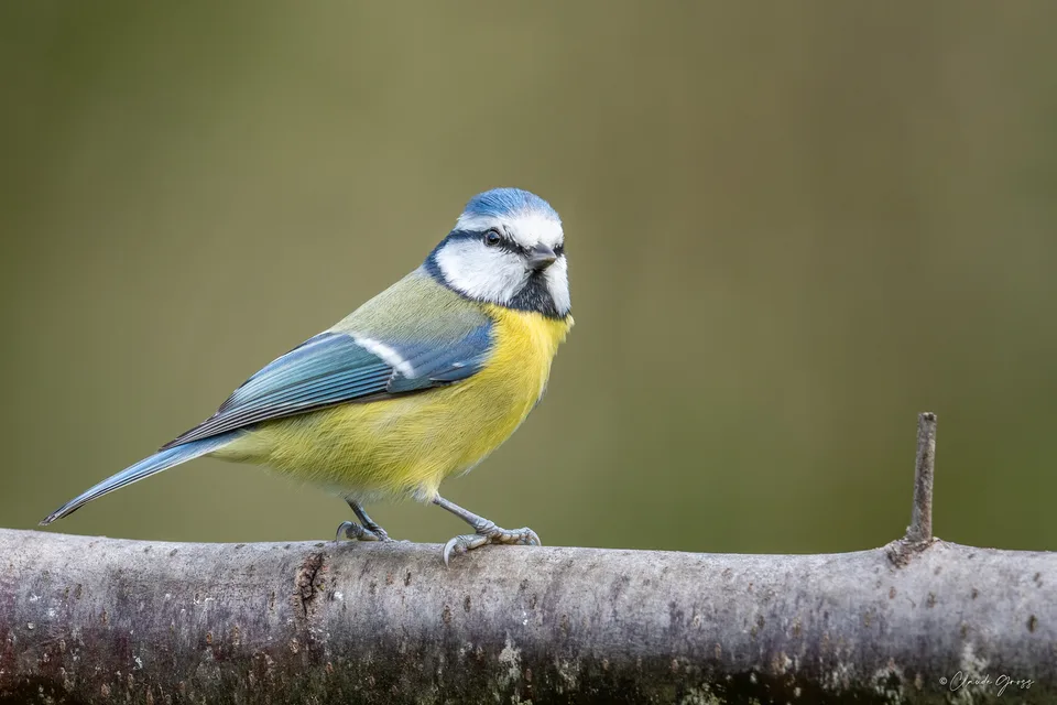 Mésange bleue