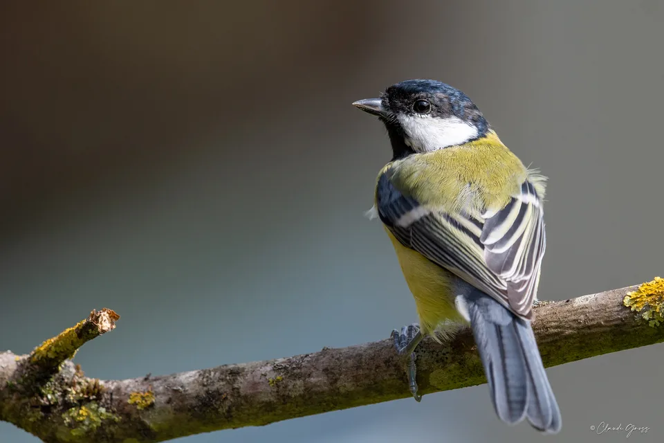 Mésange charbonnière