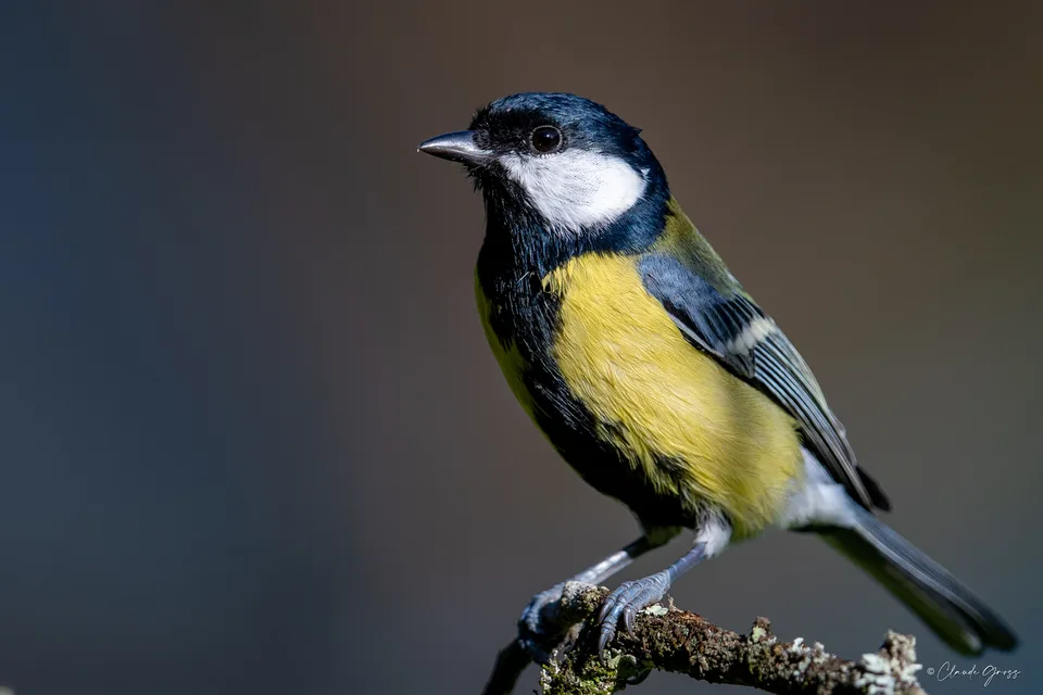Mésange charbonnière