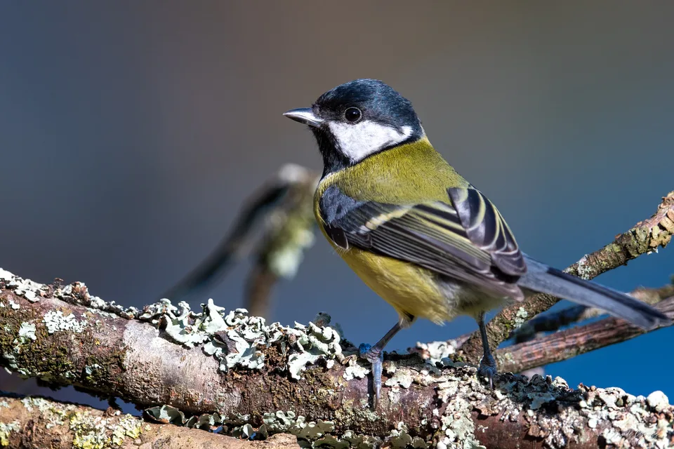 Mésange charbonnière
