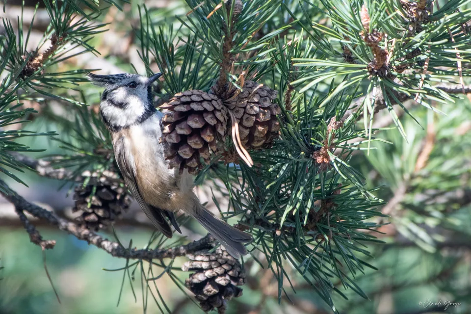 Mésange huppée