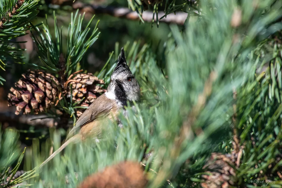 Mésange huppée