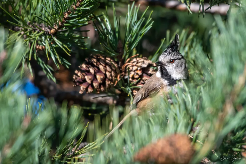 Mésange huppée