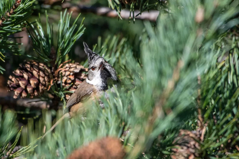 Mésange huppée