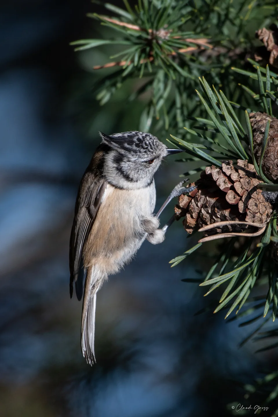 Mésange huppée