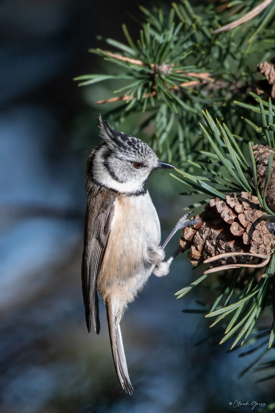 Mésange huppée