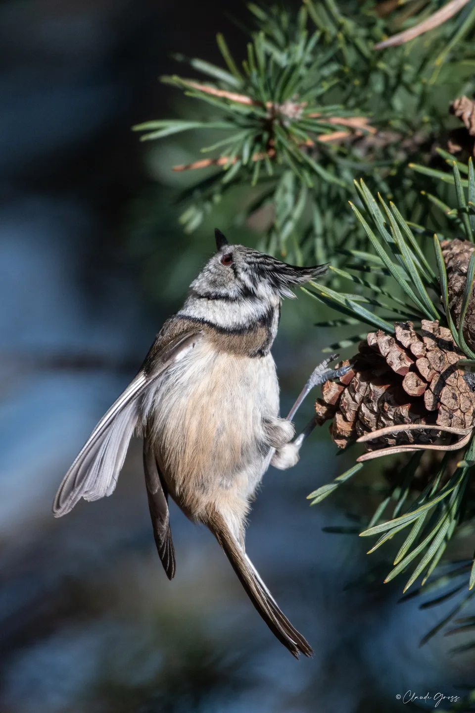 Mésange huppée