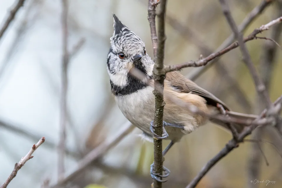 Mésange huppée