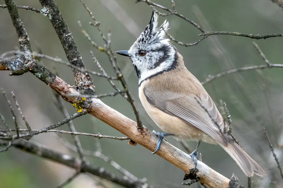 Mésange huppée