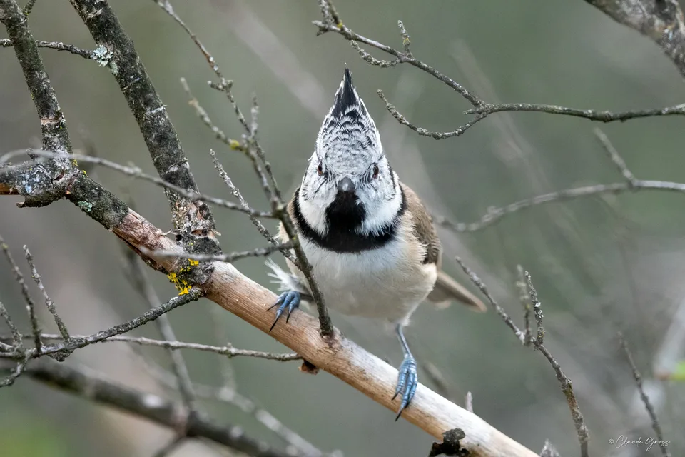 Mésange huppée