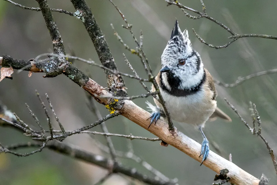 Mésange huppée