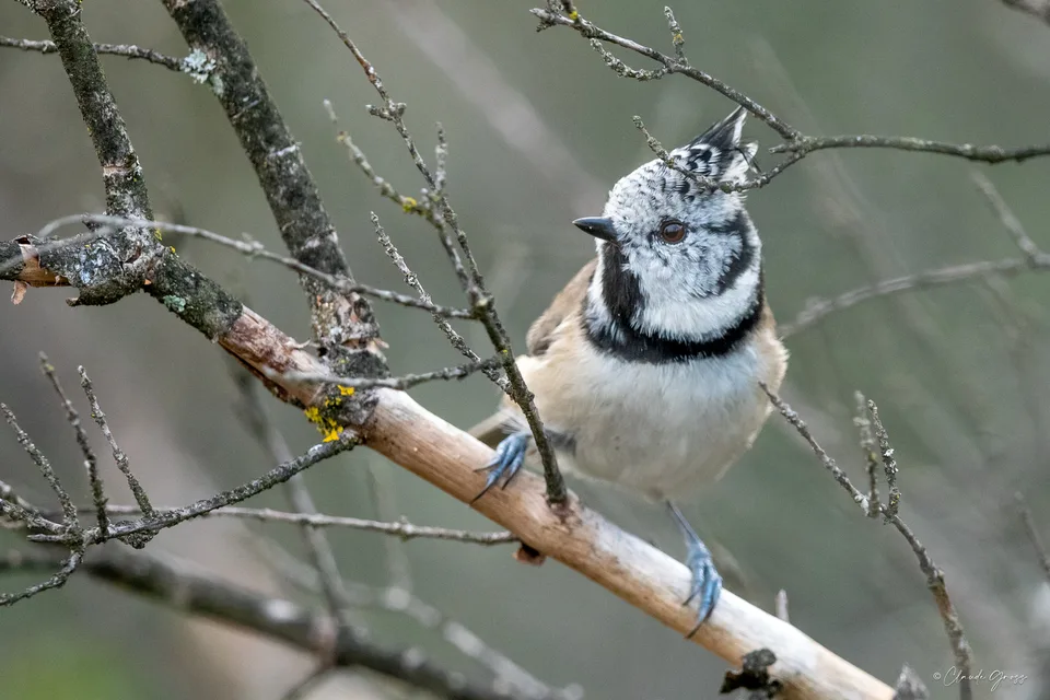 Mésange huppée