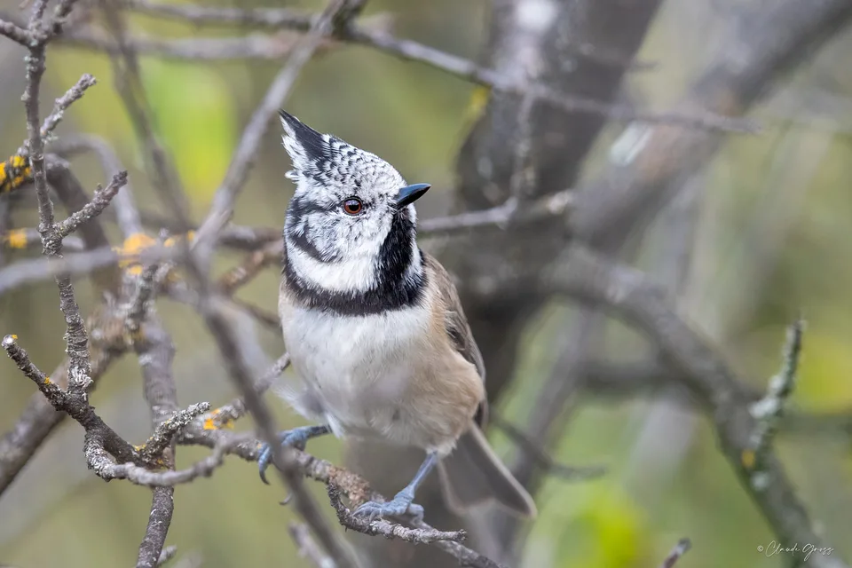 Mésange huppée