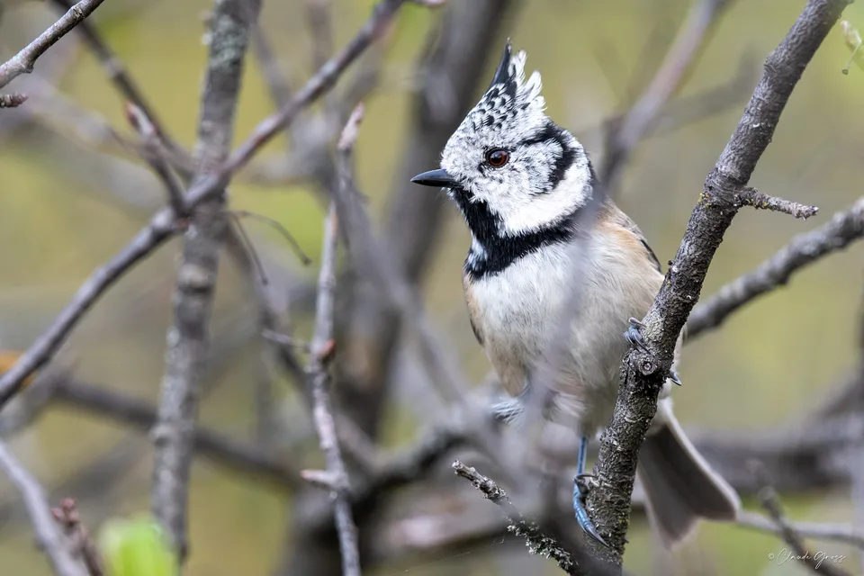 Mésange huppée