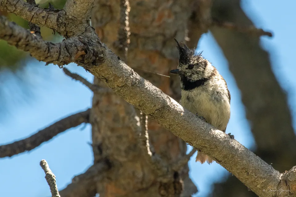 Mésange huppée