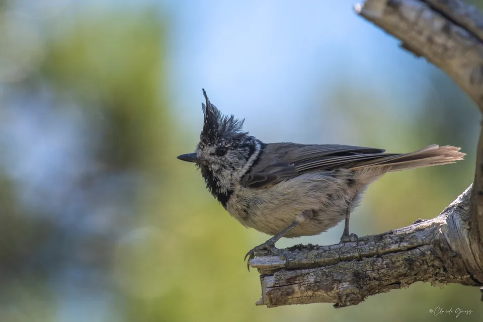 Mésange huppée