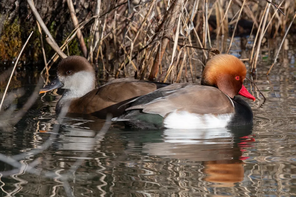 Nette rousse