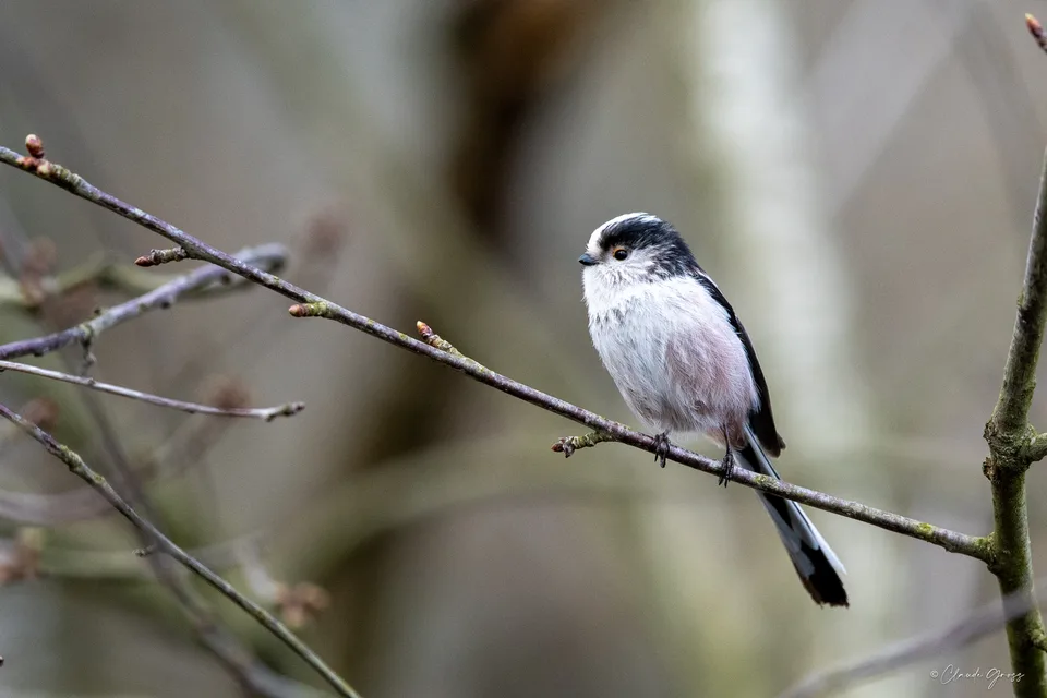 Mésange à longueue queue