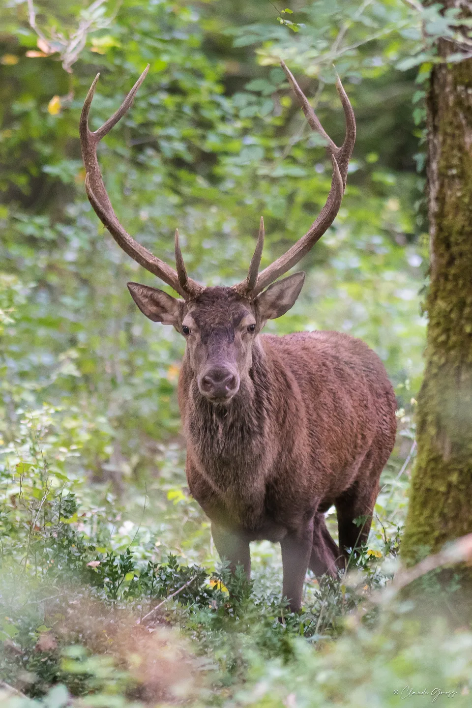 Cerf élaphe