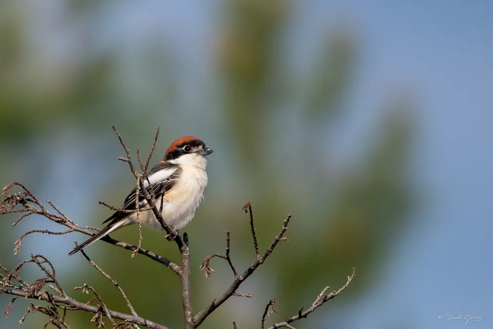 Pie-grièche à tête rousse