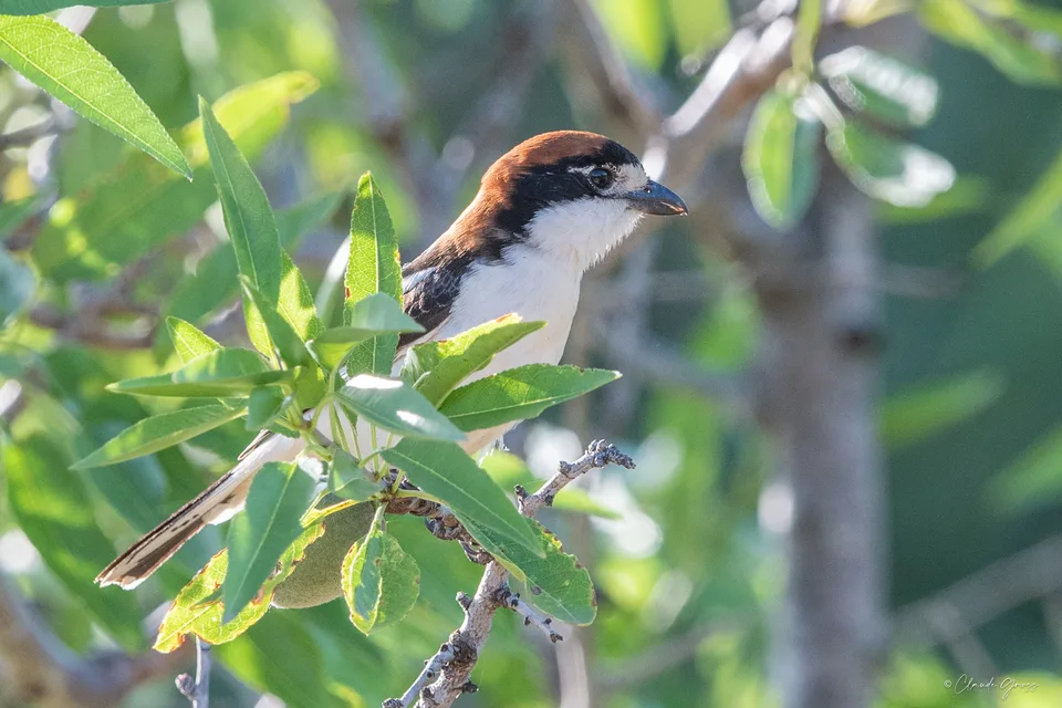 Pie-grièche à tête rousse