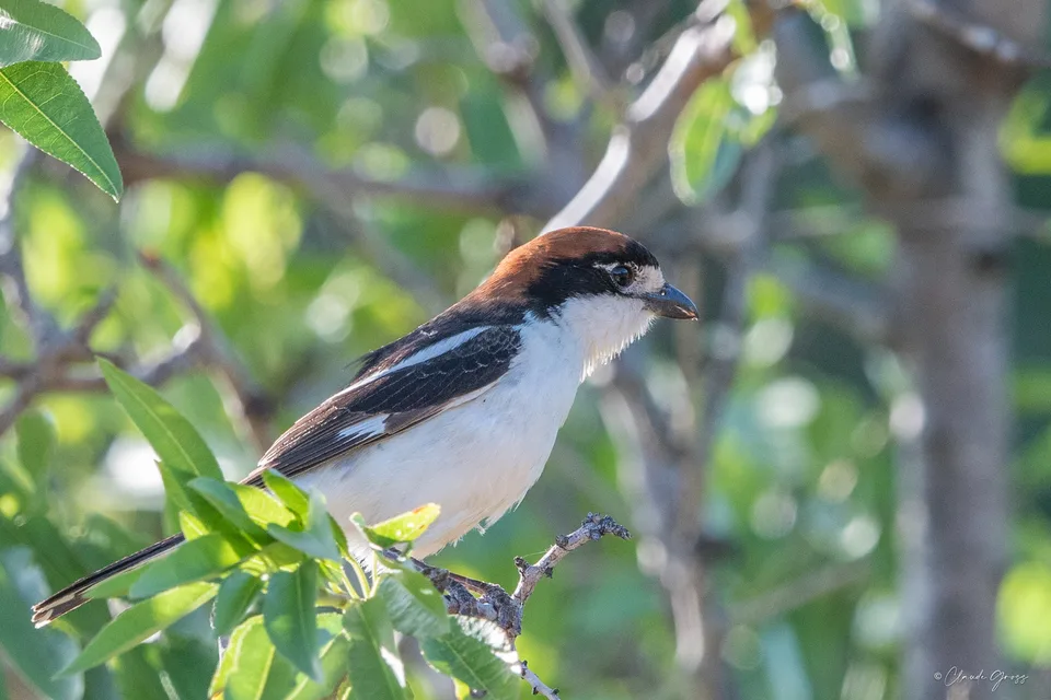 Pie-grièche à tête rousse