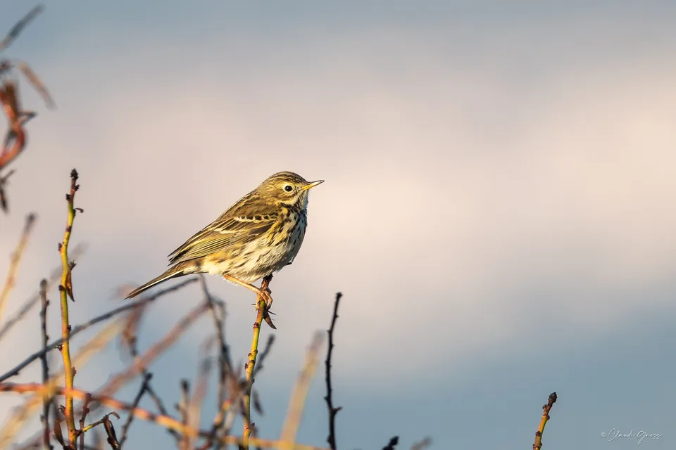 Pipit farlouse