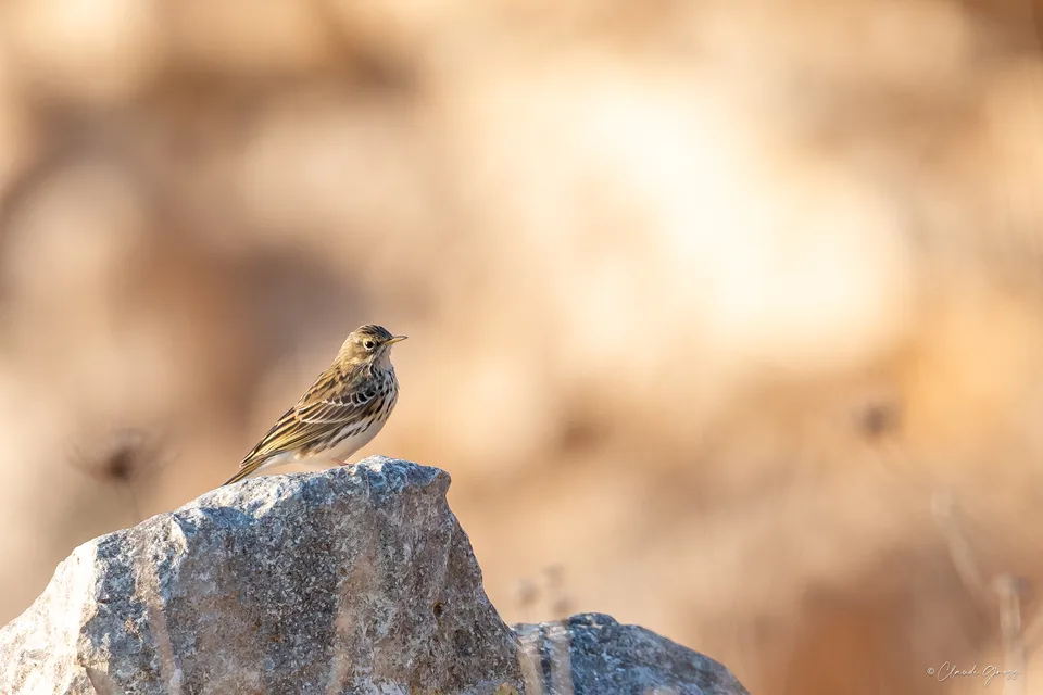 Pipit farlouse