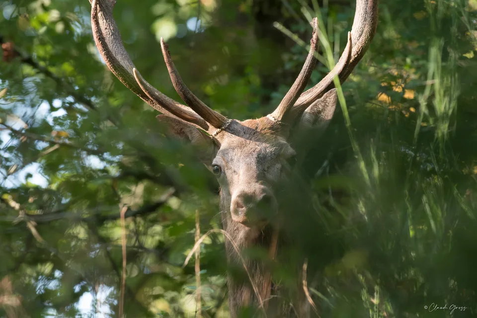 Cerf élaphe