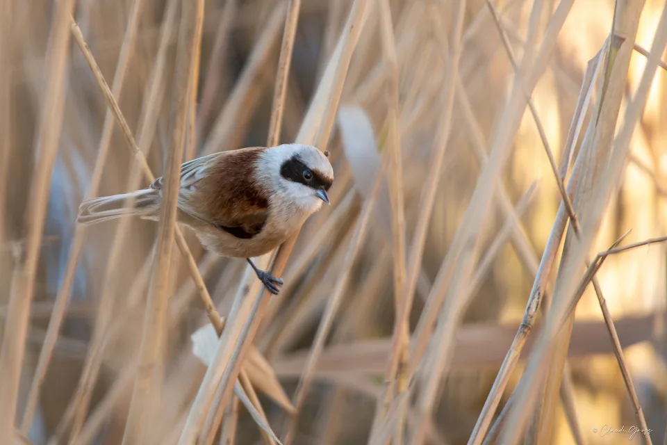 Rémiz penduline