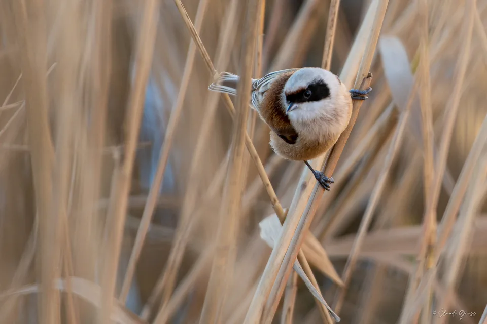 Rémiz penduline
