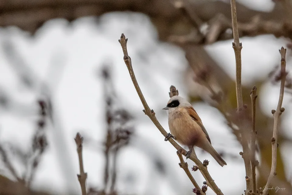 Rémiz penduline