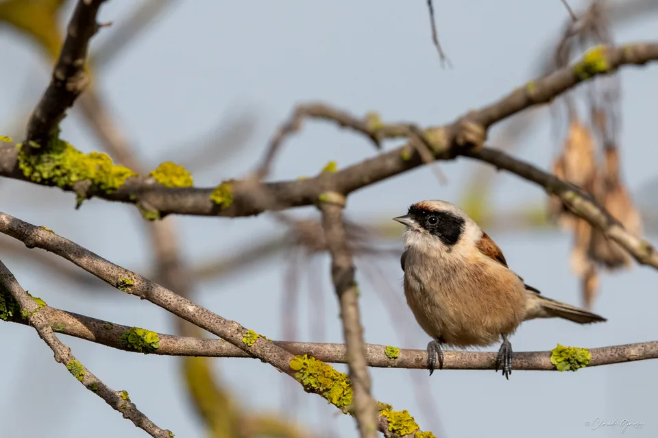 Rémiz penduline