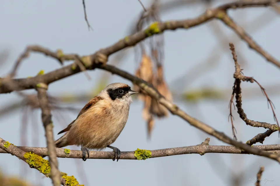 Rémiz penduline