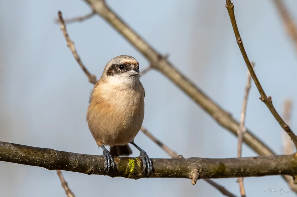 Rémiz penduline