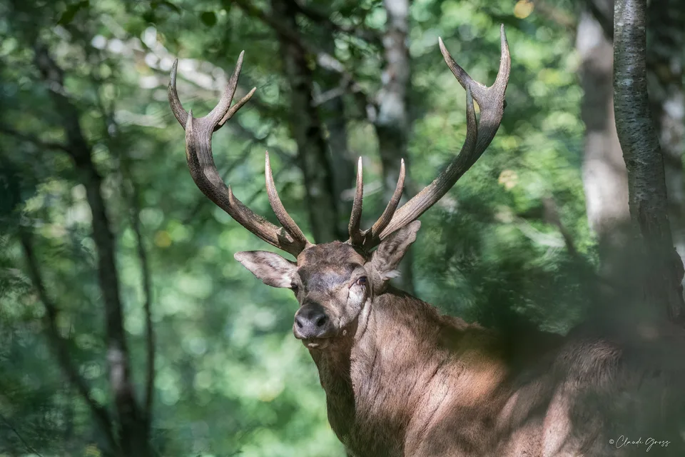 Cerf élaphe, Castelnau-de-Montmiral, Occitanie, France