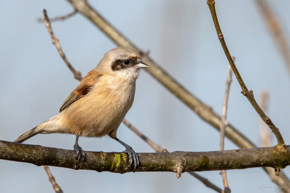 Rémiz penduline