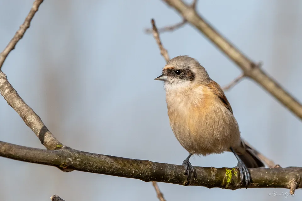 Rémiz penduline