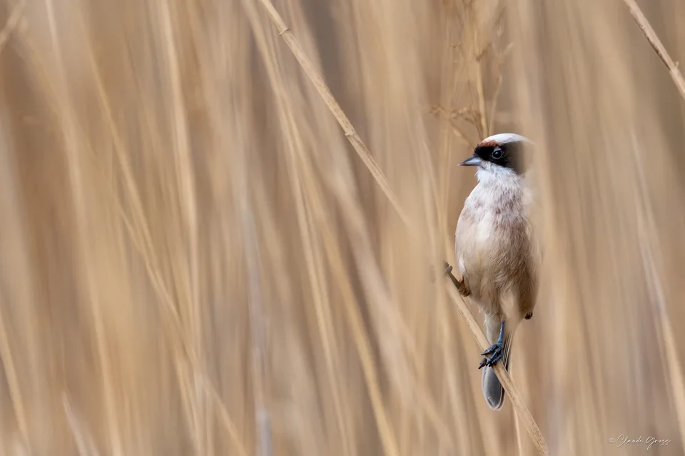 Rémiz penduline