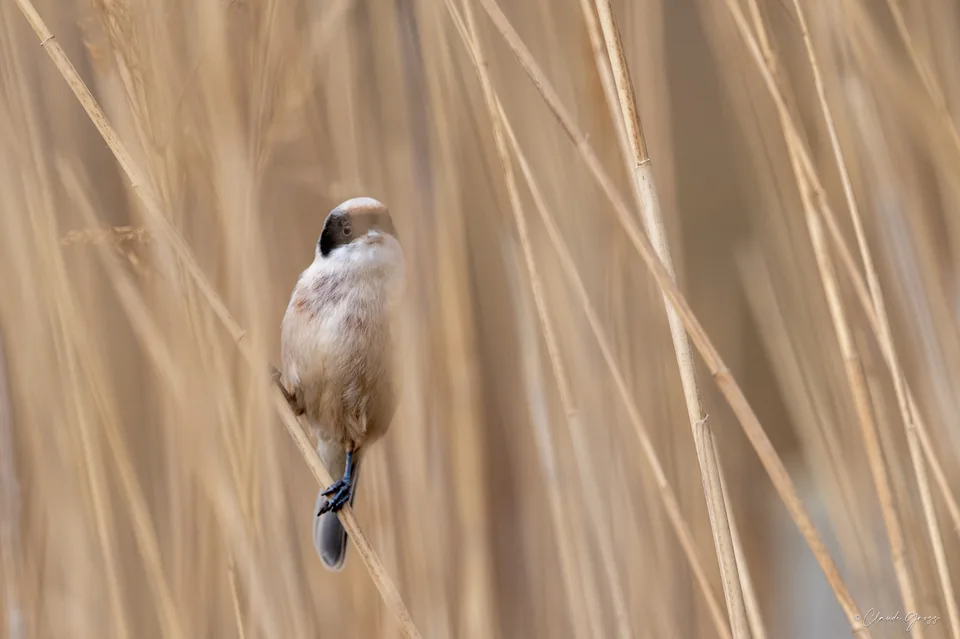 Rémiz penduline