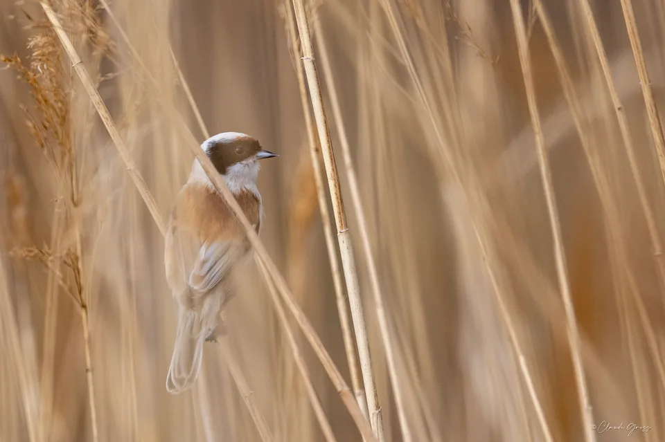 Rémiz penduline