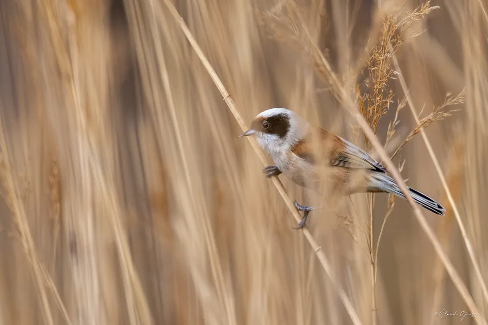Rémiz penduline