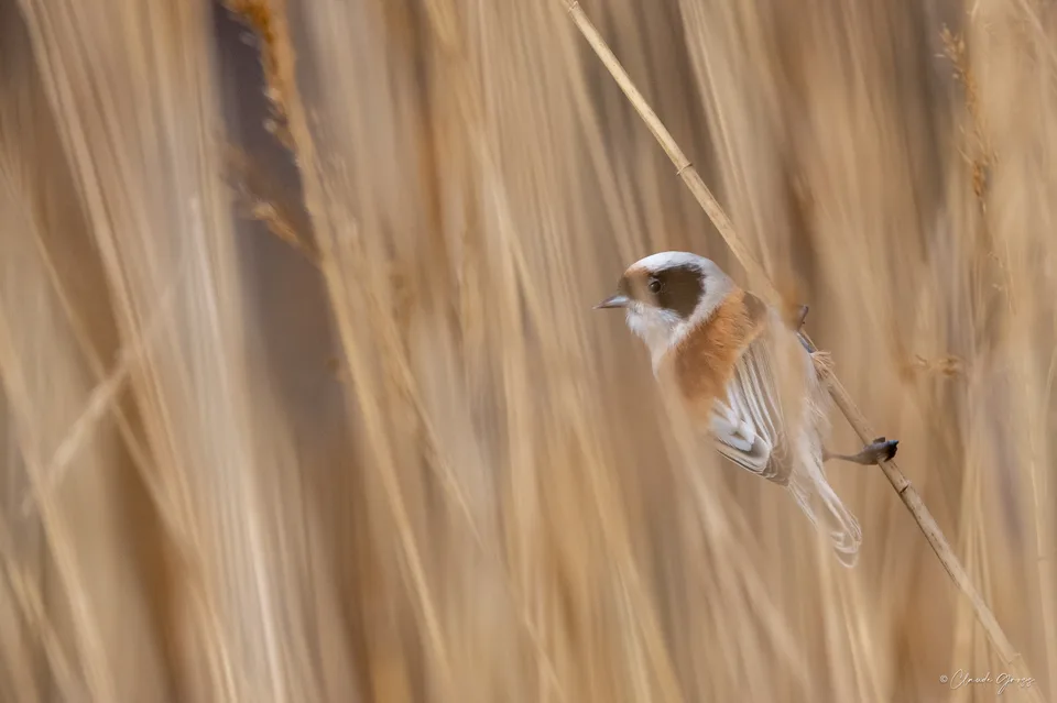 Rémiz penduline