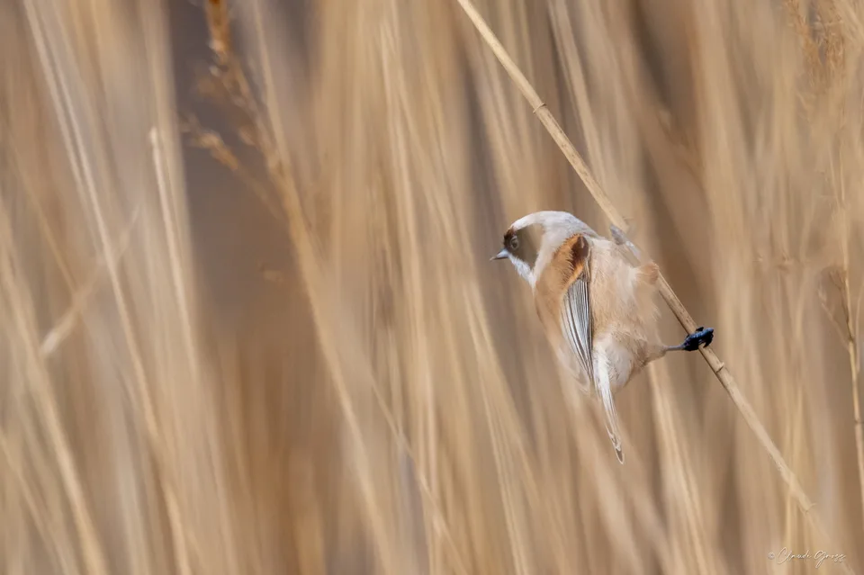 Rémiz penduline
