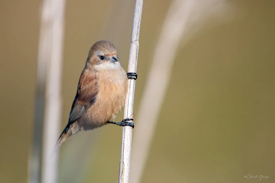 Rémiz penduline