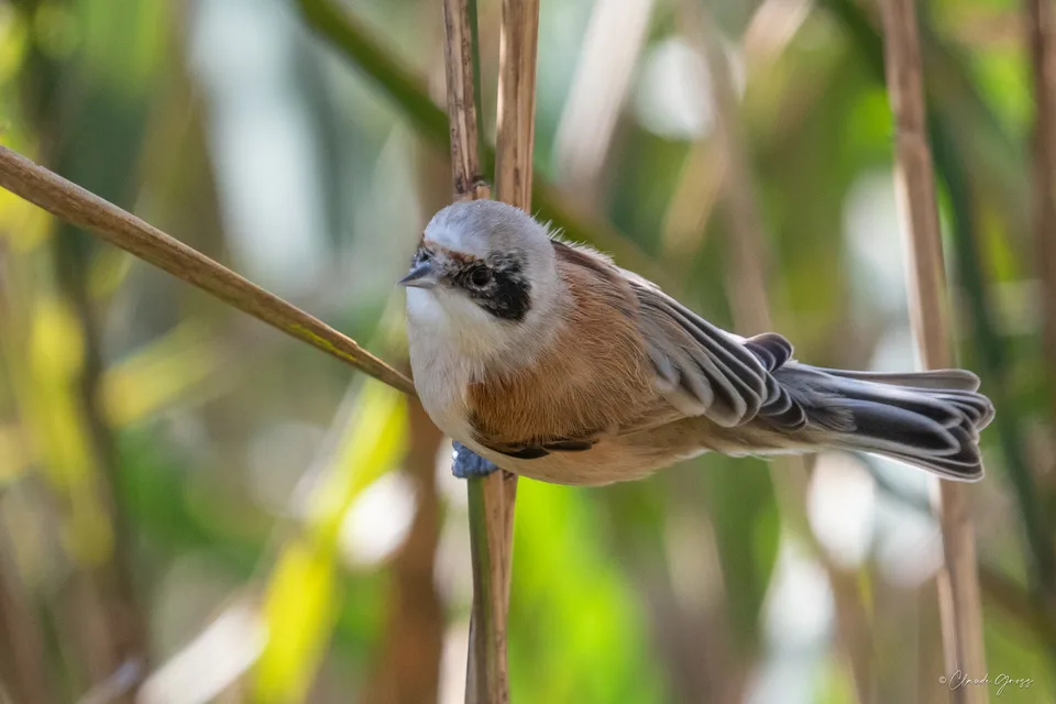 Rémiz penduline