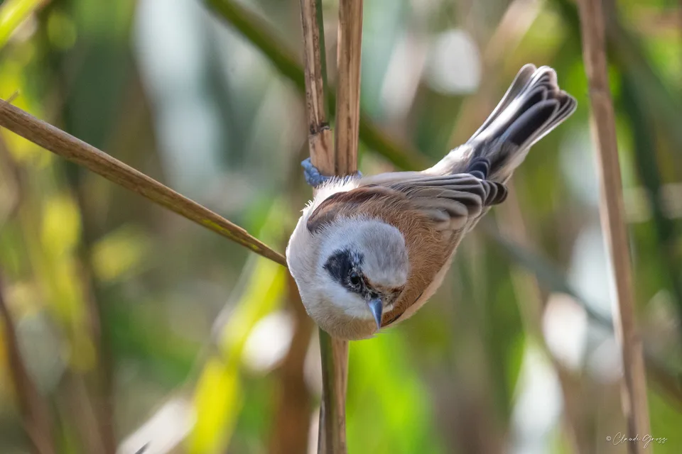 Rémiz penduline
