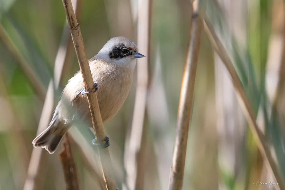 Rémiz penduline