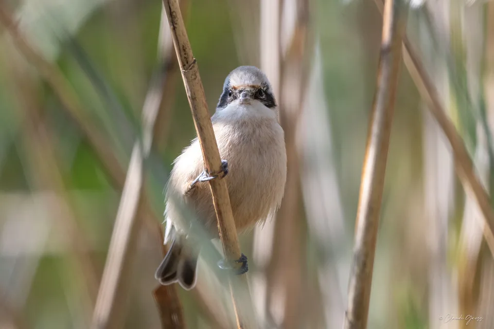 Rémiz penduline