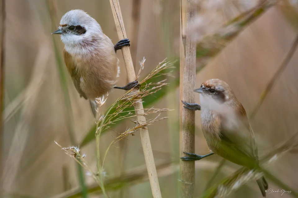 Rémiz penduline